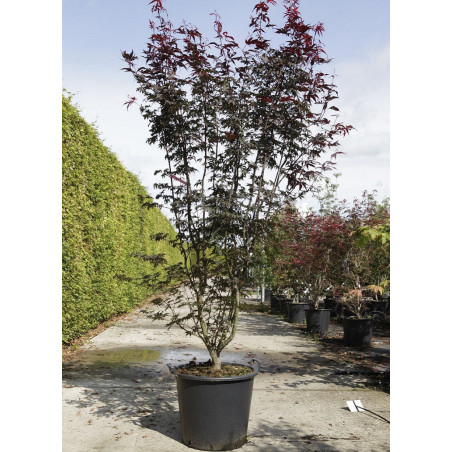 ACER palmatum BLOODGOOD (Érable du Japon)