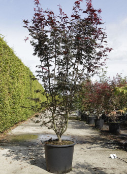 erable-du-japon-pourpre-bloodgood-acer-palmatum-bloodgood-8.jpg