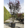 ACER palmatum BLOODGOOD En pot de 50-70 litres buisson hauteur 175-200 cm
