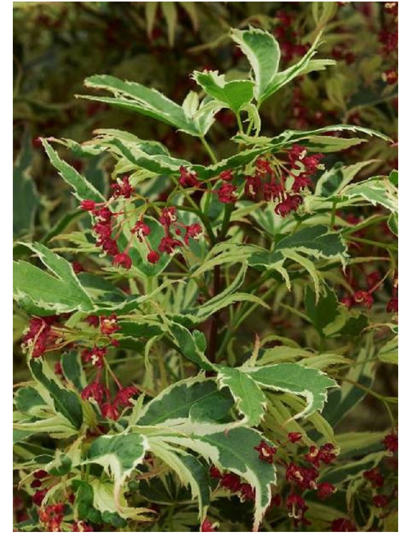 ACER palmatum BUTTERFLY (Érable du Japon)