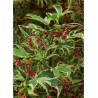 ACER palmatum BUTTERFLY
