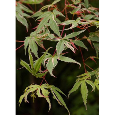 ACER palmatum BUTTERFLY (Érable du Japon)