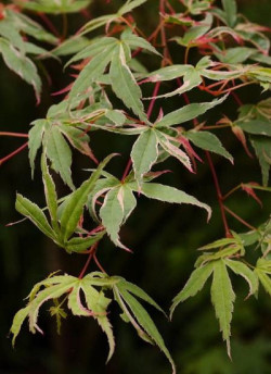 ACER palmatum BUTTERFLY