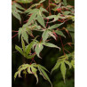 ACER palmatum BUTTERFLY (Érable du Japon)