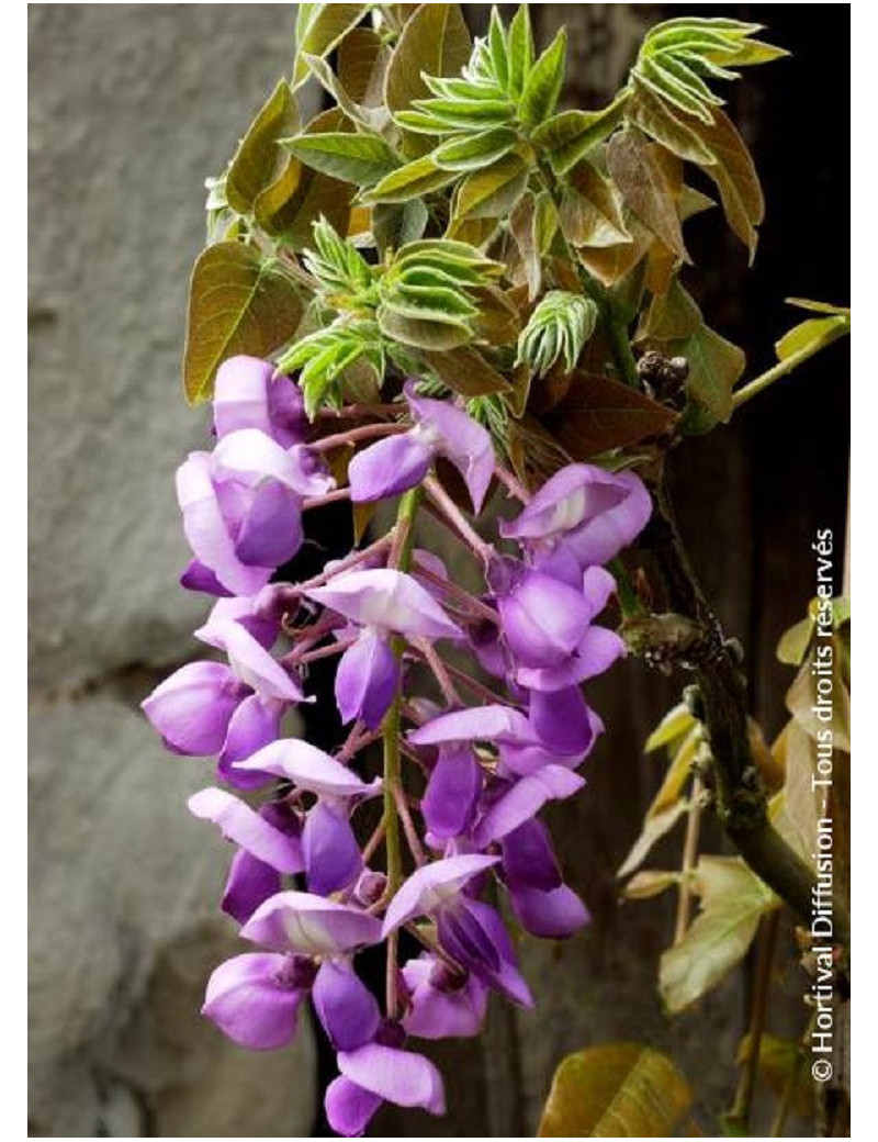 WISTERIA venusta OKAYAMA (Glycine gracieuse)