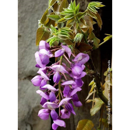 WISTERIA venusta OKAYAMA (Glycine gracieuse)