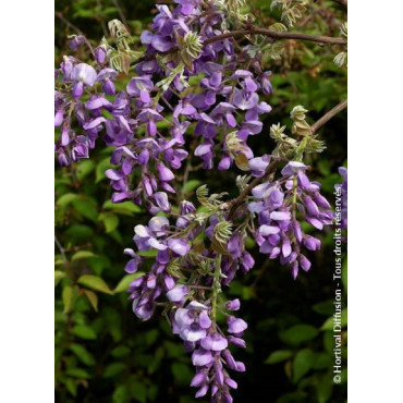 WISTERIA venusta OKAYAMA (Glycine gracieuse)