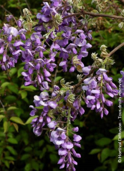 WISTERIA venusta OKAYAMA