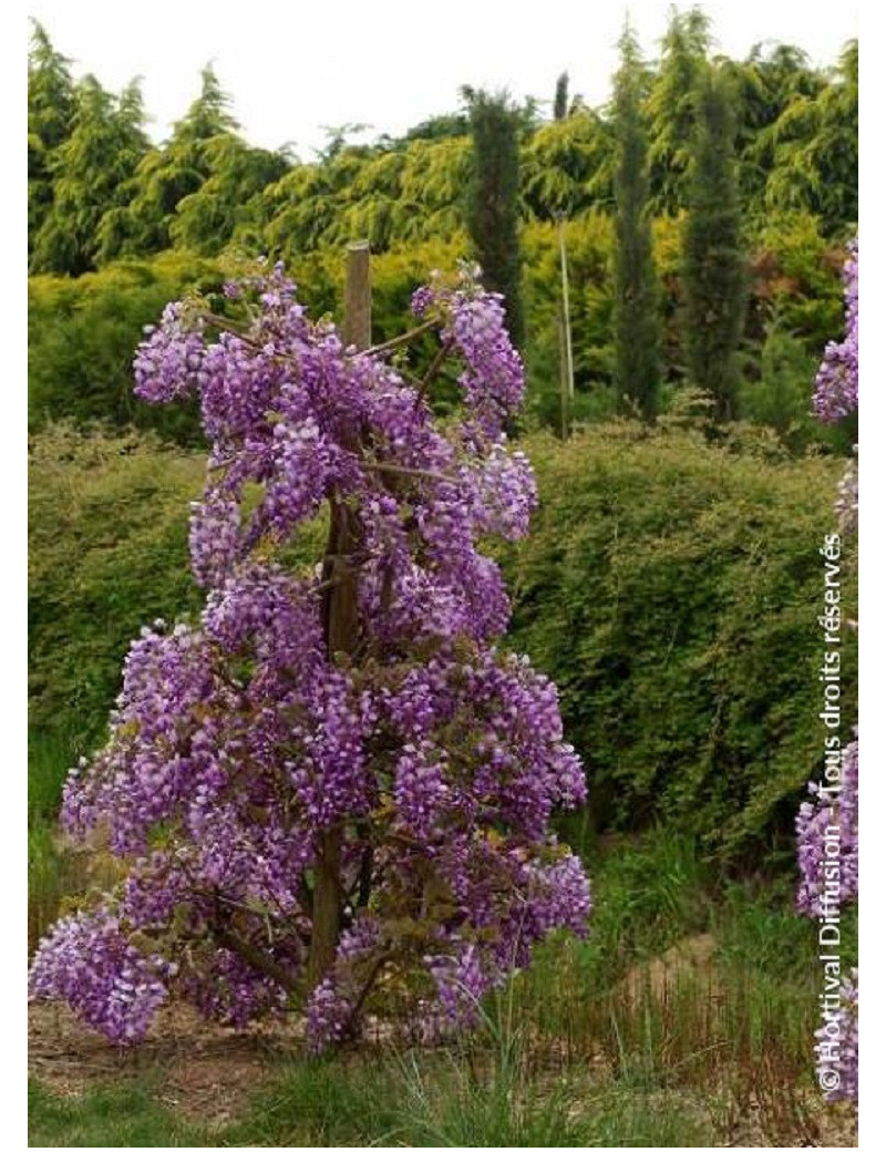 WISTERIA venusta OKAYAMA (Glycine gracieuse Okayama)
