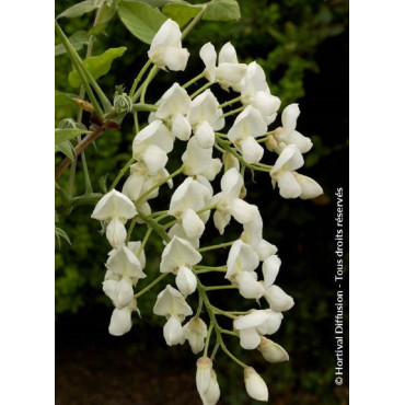 WISTERIA venusta ALBA (Glycine gracieuse)