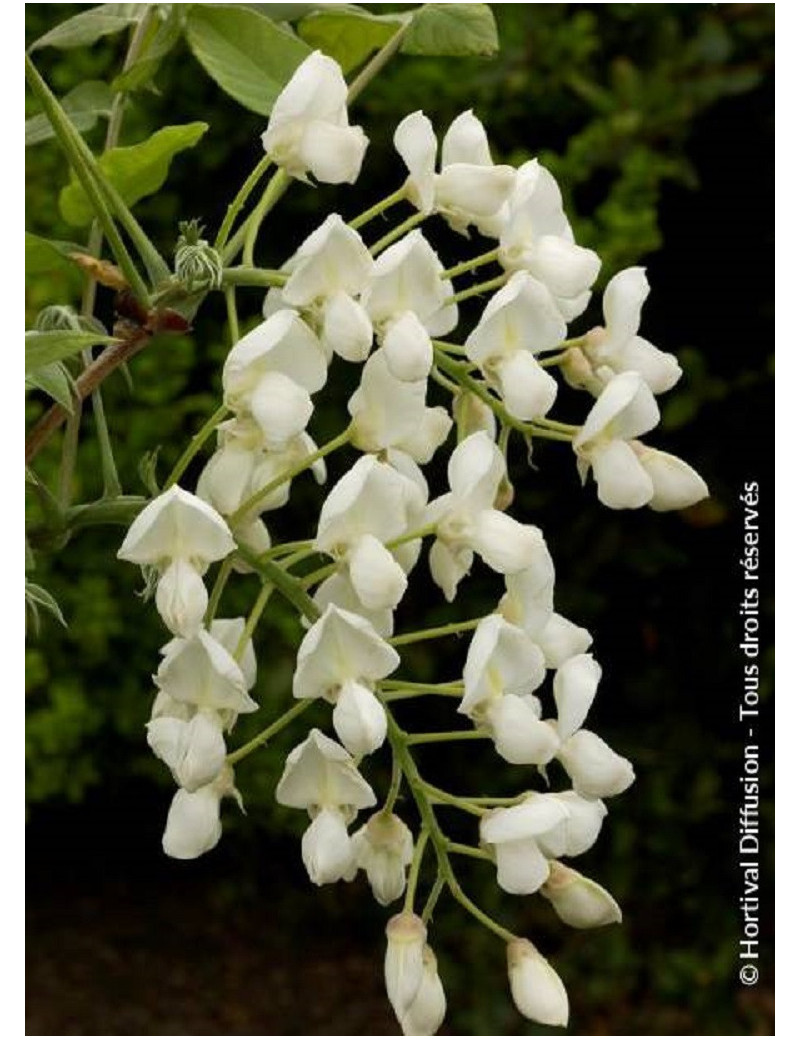 WISTERIA venusta ALBA (Glycine gracieuse)