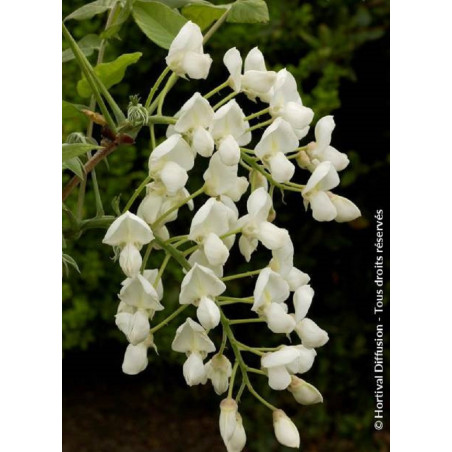 WISTERIA venusta ALBA (Glycine gracieuse)