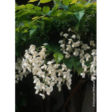 WISTERIA venusta ALBA (Glycine gracieuse)