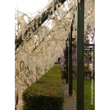 WISTERIA sinensis ALBA (Glycine de Chine)