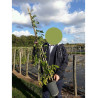 WISTERIA En pot de 4-5 litres hauteur 080-100 cm