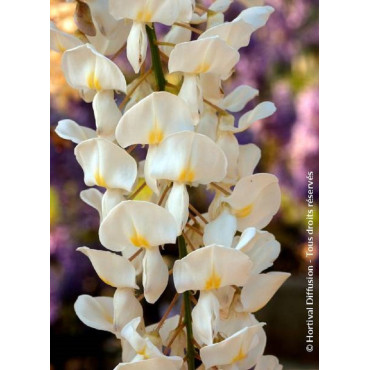 WISTERIA sinensis ALBA (Glycine de Chine)