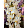 WISTERIA sinensis ALBA