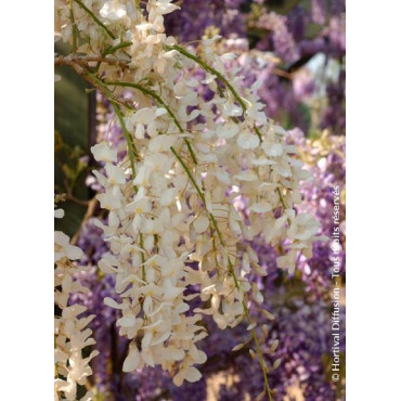 WISTERIA sinensis ALBA (Glycine de Chine)