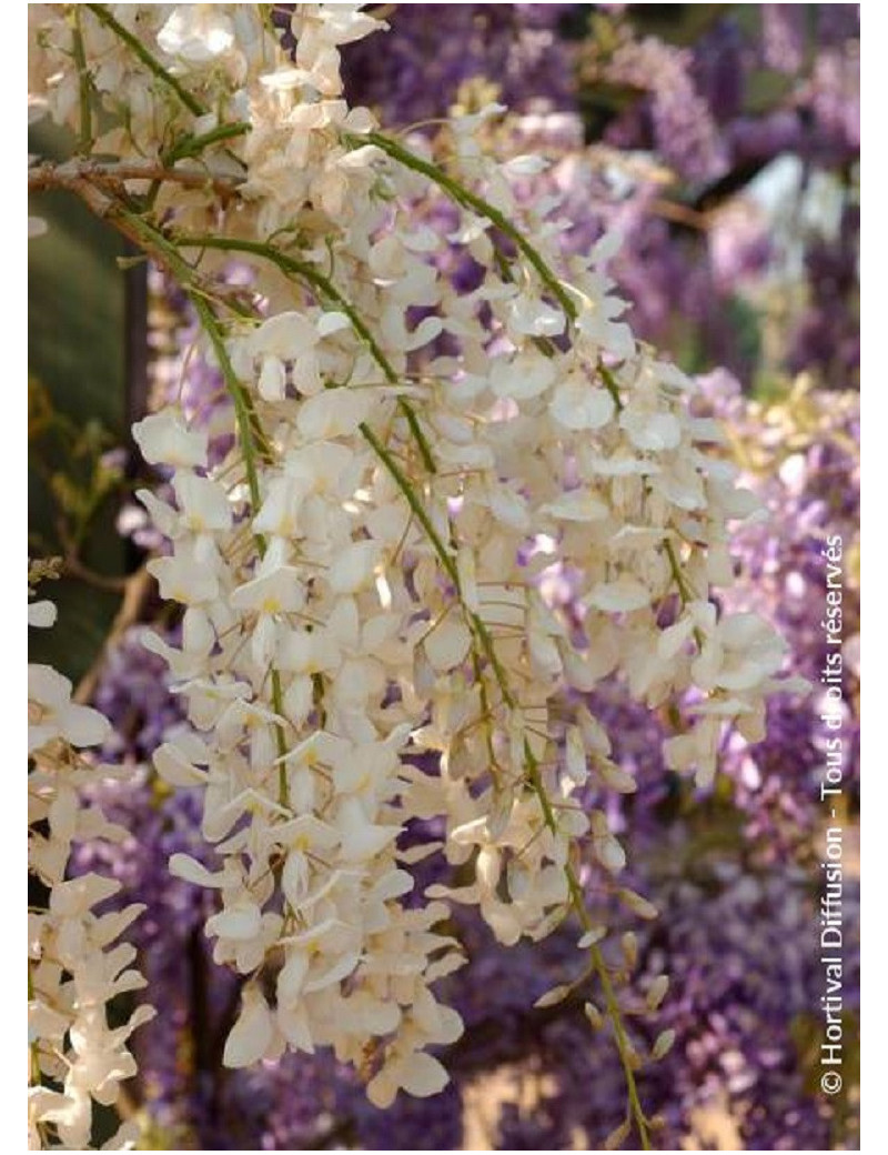 Glycine du Japon blanche, Wisteria floribunda Alba, plante