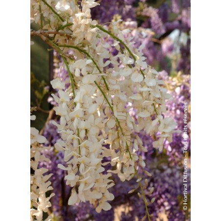 WISTERIA sinensis ALBA (Glycine de Chine)