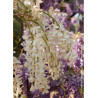 WISTERIA sinensis ALBA (Glycine de Chine)