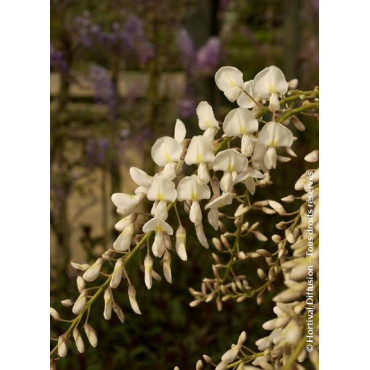 WISTERIA sinensis ALBA (Glycine de Chine)