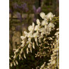 WISTERIA sinensis ALBA (Glycine de Chine)