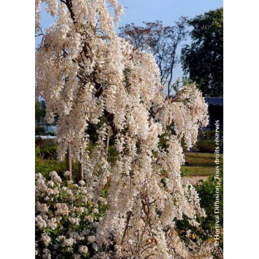 WISTERIA sinensis ALBA (Glycine de Chine)