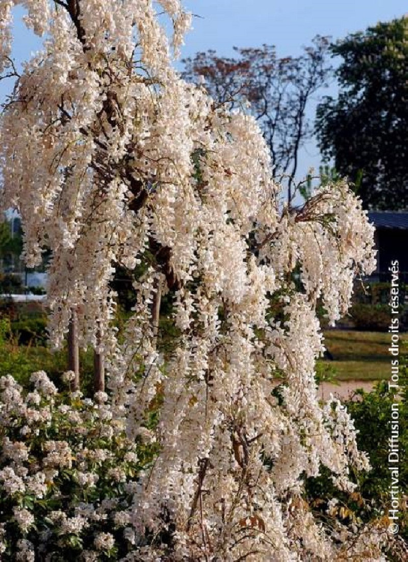 Glycine De Chine Alba - Wisteria Sinensis Var. Alba - Grappes Fleurs Blanches Parfumées - Plante Grimpante Rustique 5-10m