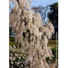 WISTERIA sinensis ALBA