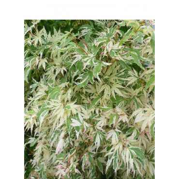 ACER palmatum BUTTERFLY (Érable du Japon)