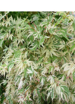 erable-du-japon-panache-butterfly-acer-palmatum-butterfly-2.jpg