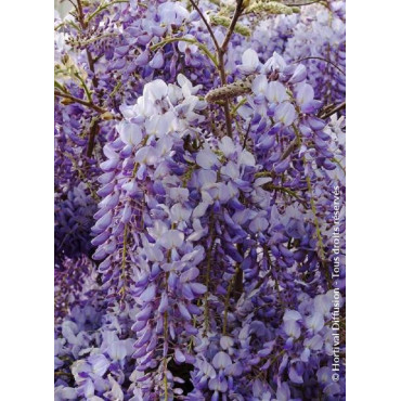 WISTERIA sinensis (Glycine de Chine)