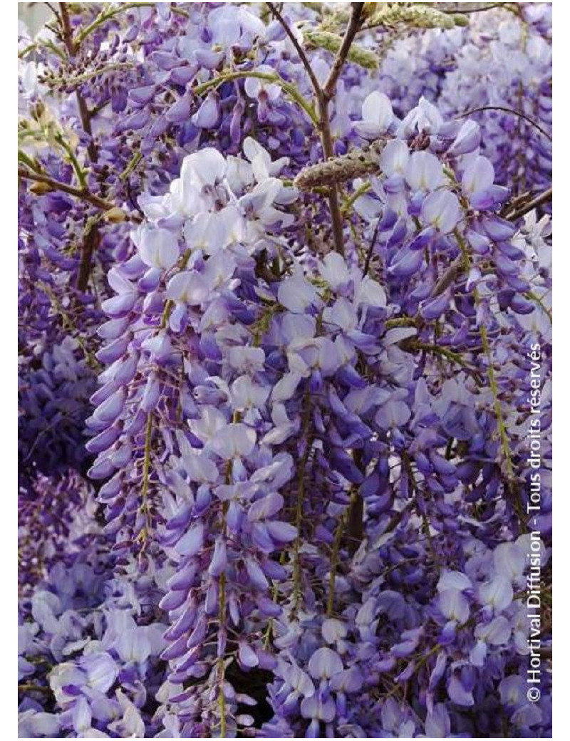 WISTERIA sinensis (Glycine de Chine)