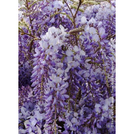 WISTERIA sinensis (Glycine de Chine)