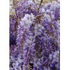 WISTERIA sinensis (Glycine de Chine)