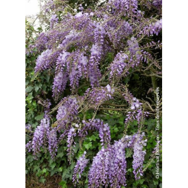 WISTERIA sinensis (Glycine de Chine)