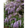 WISTERIA sinensis (Glycine de Chine)