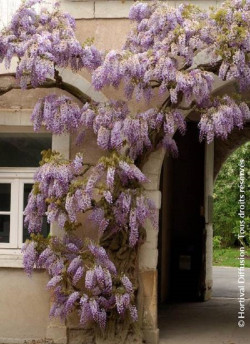 WISTERIA sinensis