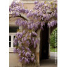 WISTERIA sinensis (Glycine de Chine)