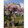 WISTERIA formosa ISSAI (Glycine de Formose)