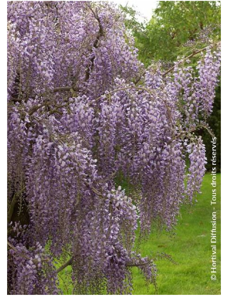 WISTERIA formosa ISSAI (Glycine de Formose)