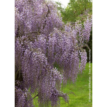 WISTERIA formosa ISSAI (Glycine de Formose)