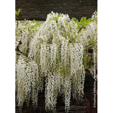 WISTERIA floribunda ALBA (Glycine du Japon)