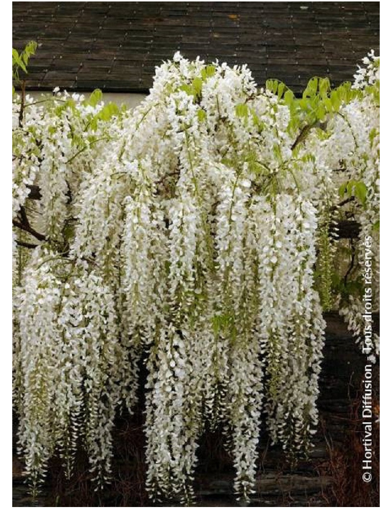 Glycine du Japon blanche, Wisteria floribunda Alba, plante