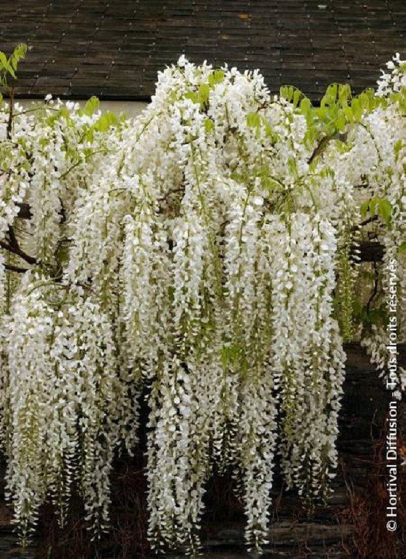 WISTERIA floribunda ALBA