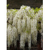 WISTERIA floribunda ALBA (Glycine du Japon)