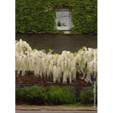 WISTERIA floribunda ALBA (Glycine du Japon)