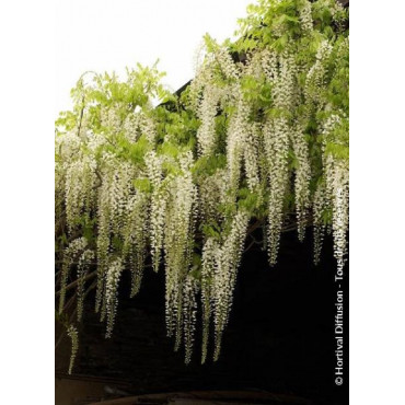 WISTERIA floribunda ALBA (Glycine du Japon)
