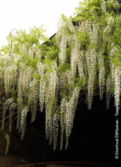 WISTERIA floribunda ALBA